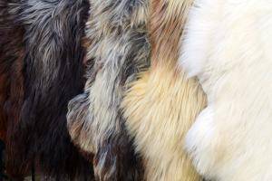 Saueskinn - Heidschnucke - 659839_heidschnucke-pretty-sheepskin
