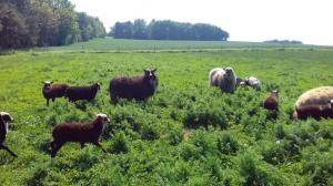 Saueskinn - Spelsau - awesome-spelsau-sheepskin