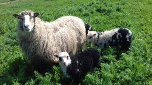 Saueskinn - Spelsau - beauty-spelsau-sheepskin
