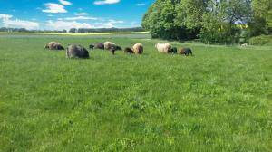 Saueskinn - Spelsau - brilliant-spelsau-sheepskin