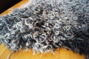Saueskinn - Gotland - curly-sheepskin-beauty