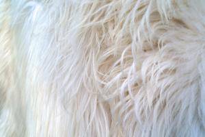Saueskinn - Heidschnucke - decorative-carpet-heidschnucke-sheepskin