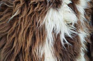 Saueskinn - Hollandske - decorative-carpet-holland-sheepskin-texel