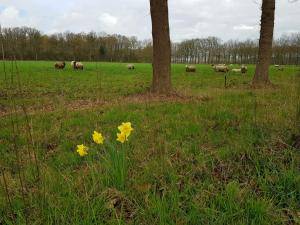 Saueskinn - Hollandske - elegant-holland-sheepskin-texel