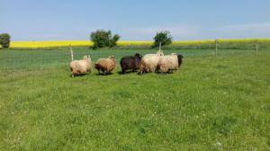 Saueskinn - Spelsau - fabulous-spelsau-sheepskin