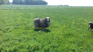 Saueskinn - Spelsau - fantastic-spelsau-sheepskin