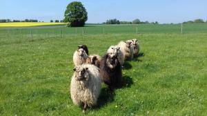Saueskinn - Spelsau - fluffy-spelsau-sheepskin