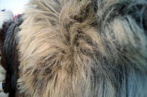 Saueskinn - Heidschnucke - glamorous-heidschnucke-sheepskin