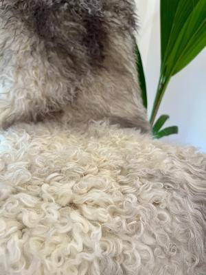 Saueskinn - Gotland - gotlandsheepskinlight1
