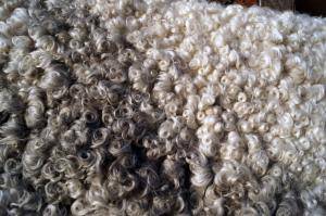 Saueskinn - Gotland - grey-curly-sheepskin-gotland