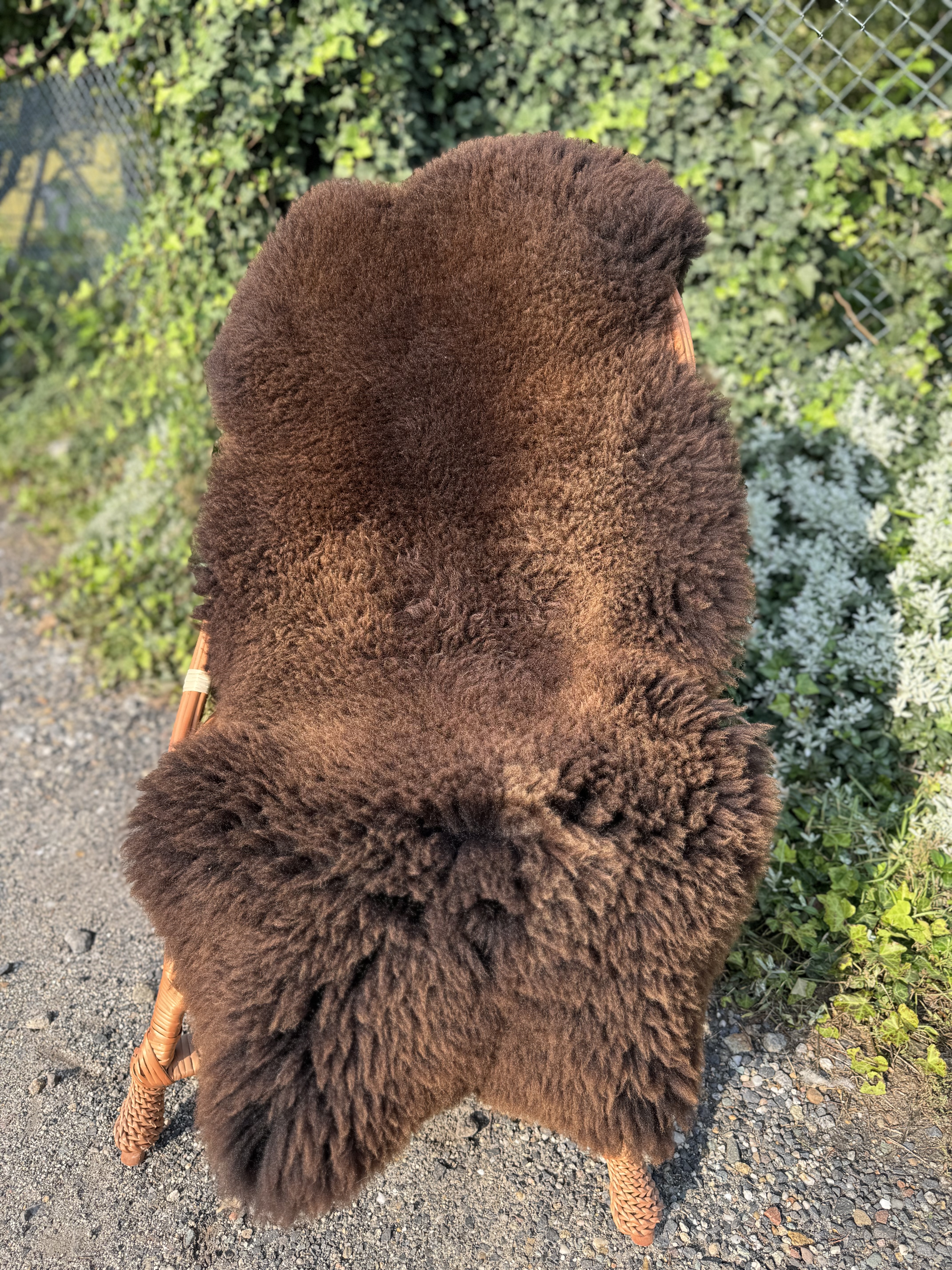 Saueskinn - Hollandske - holenderskie-skry-owcze-dutch-sheepskins-hollndische-schaffelle-nederlandse-schapenvachten-peaux-de-mouton-nerlandaises-hollndska-frskinn-holandsk-ovie-koe2