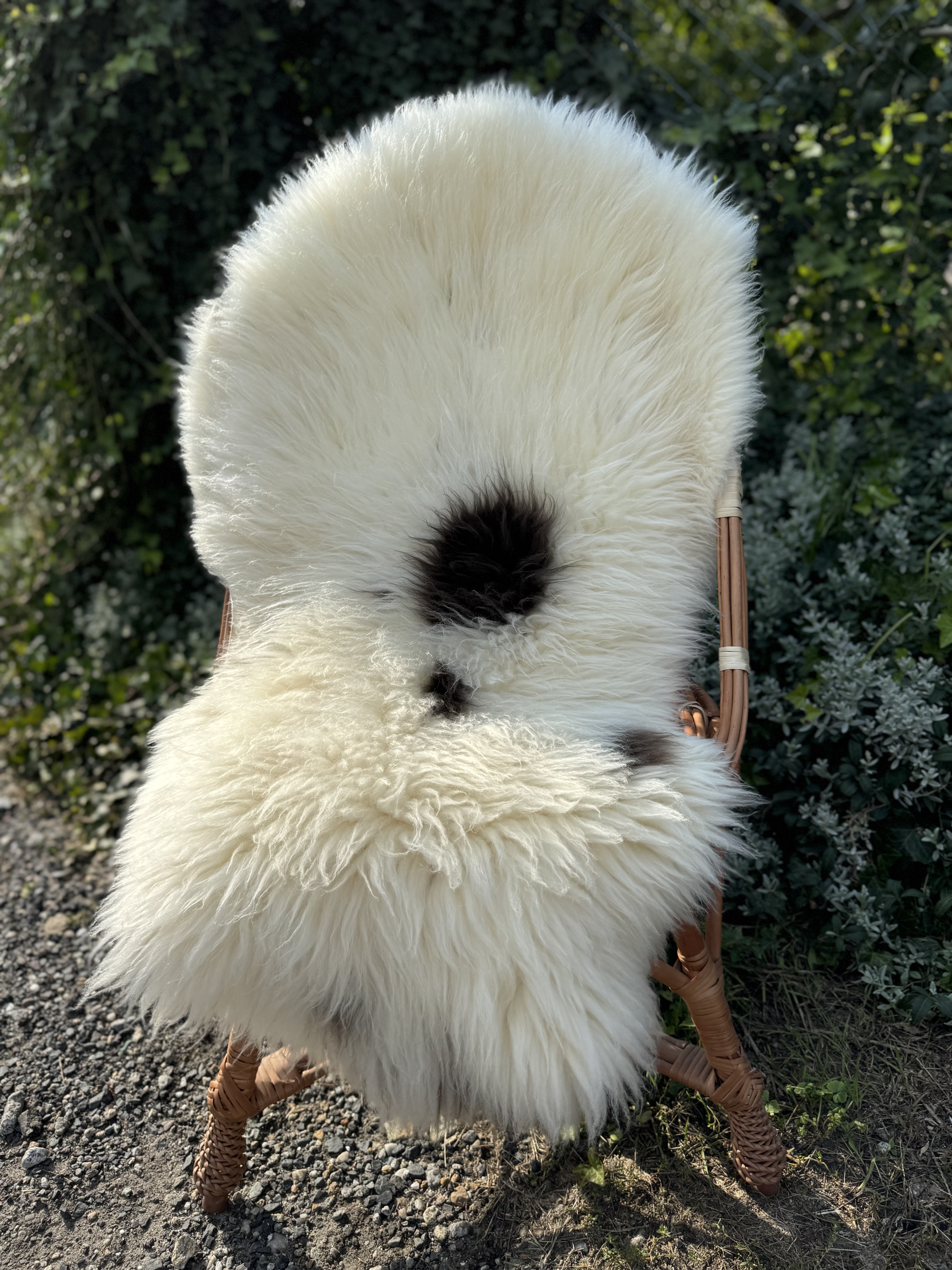 Saueskinn - Hollandske - holenderskie-skry-owcze-dutch-sheepskins-hollndische-schaffelle-nederlandse-schapenvachten-peaux-de-mouton-nerlandaises-hollndska-frskinn-holandsk-ovie-koe