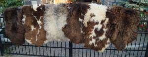 Saueskinn - Hollandske - holland-sheepskin-natural-texel