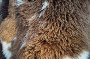 Saueskinn - Hollandske - holland-sheepskin-unique-nice-texel