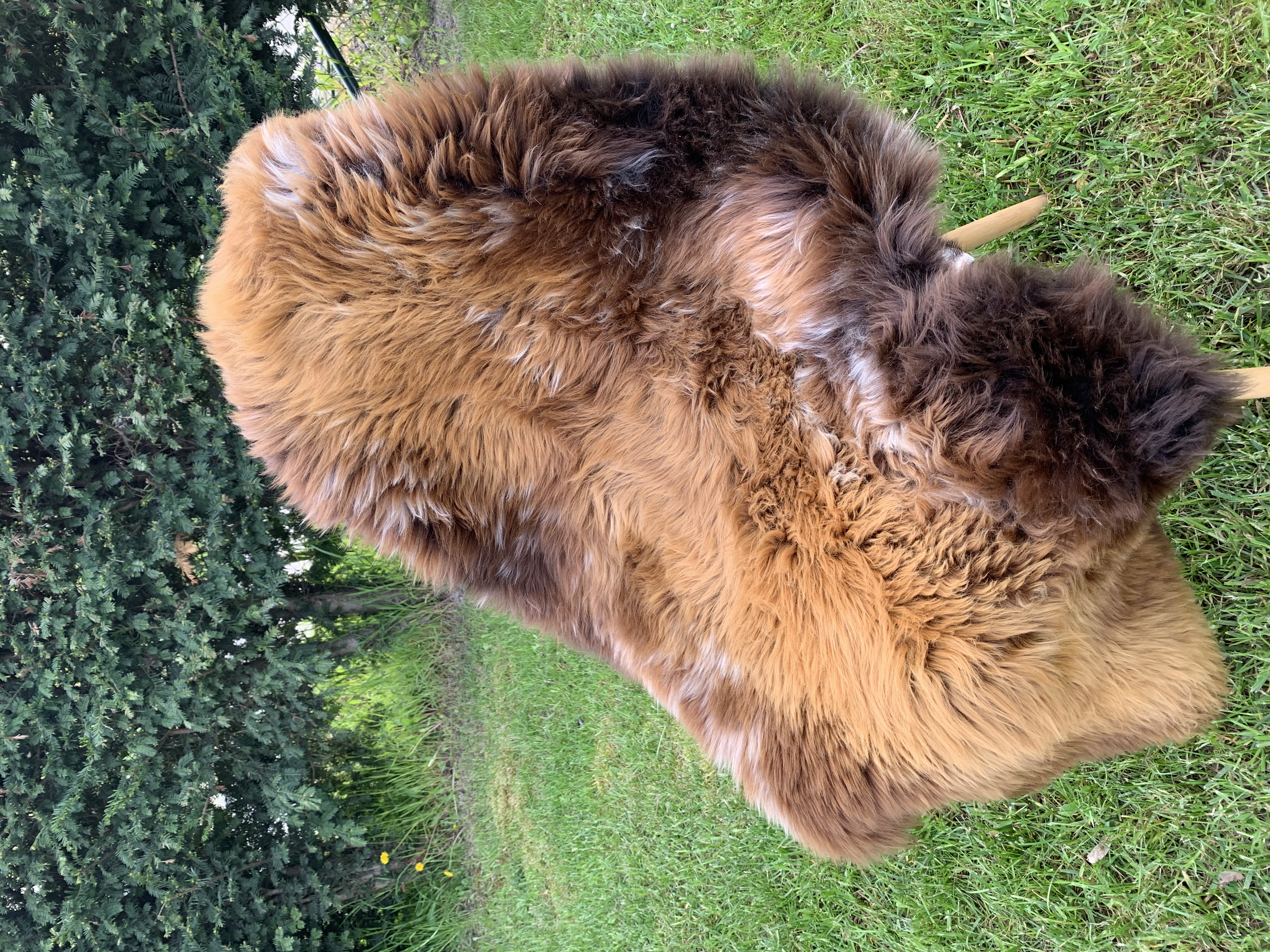 Saueskinn - Svenske - hot-chilli-pepers-swedish-sheepskins-adam-leather