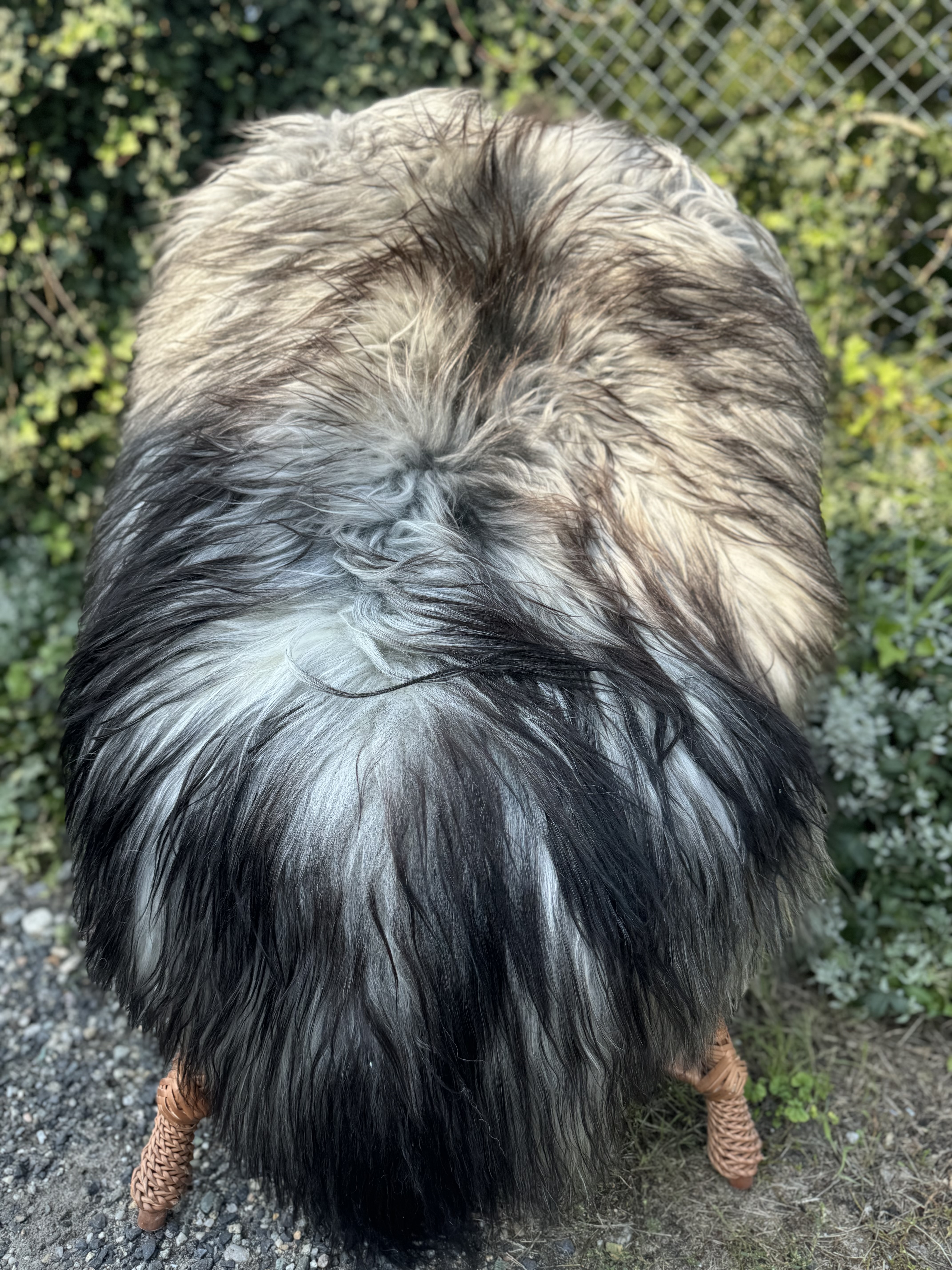 Saueskinn - islandsk - islandzkie-skry-owcze-icelandic-sheepskins-islndische-schaffelle-ijslandse-schapenvachten-peaux-de-mouton-islandaises-islndska-frskinn-islandsk-ov-ke
