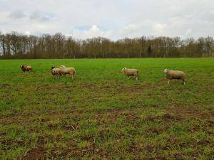 Saueskinn - Hollandske - lovely-sheepskin-texel-holland2