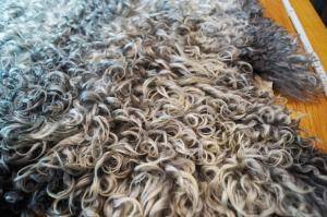 Saueskinn - Gotland - marvellous-gotland-sheepskin
