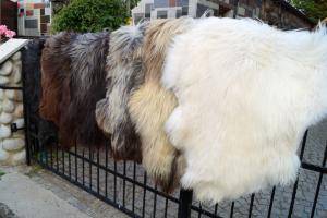 Saueskinn - Heidschnucke - natural-carpet-sheepskin-heidschnucke