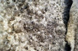 Saueskinn - Gotland - natural-fluffy-gotland-sheepskin