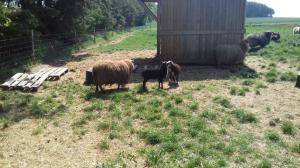 Saueskinn - Spelsau - natural-spelsau-sheepskin