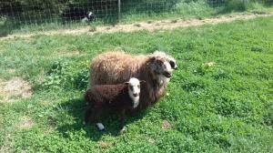 Saueskinn - Spelsau - original-spelsau-sheepskin