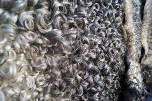 Saueskinn - Gotland - original-unique-sheepskin-gotland