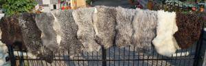 Saueskinn - Gotland - pleasing-gotland-sheepskins-white-black-grey