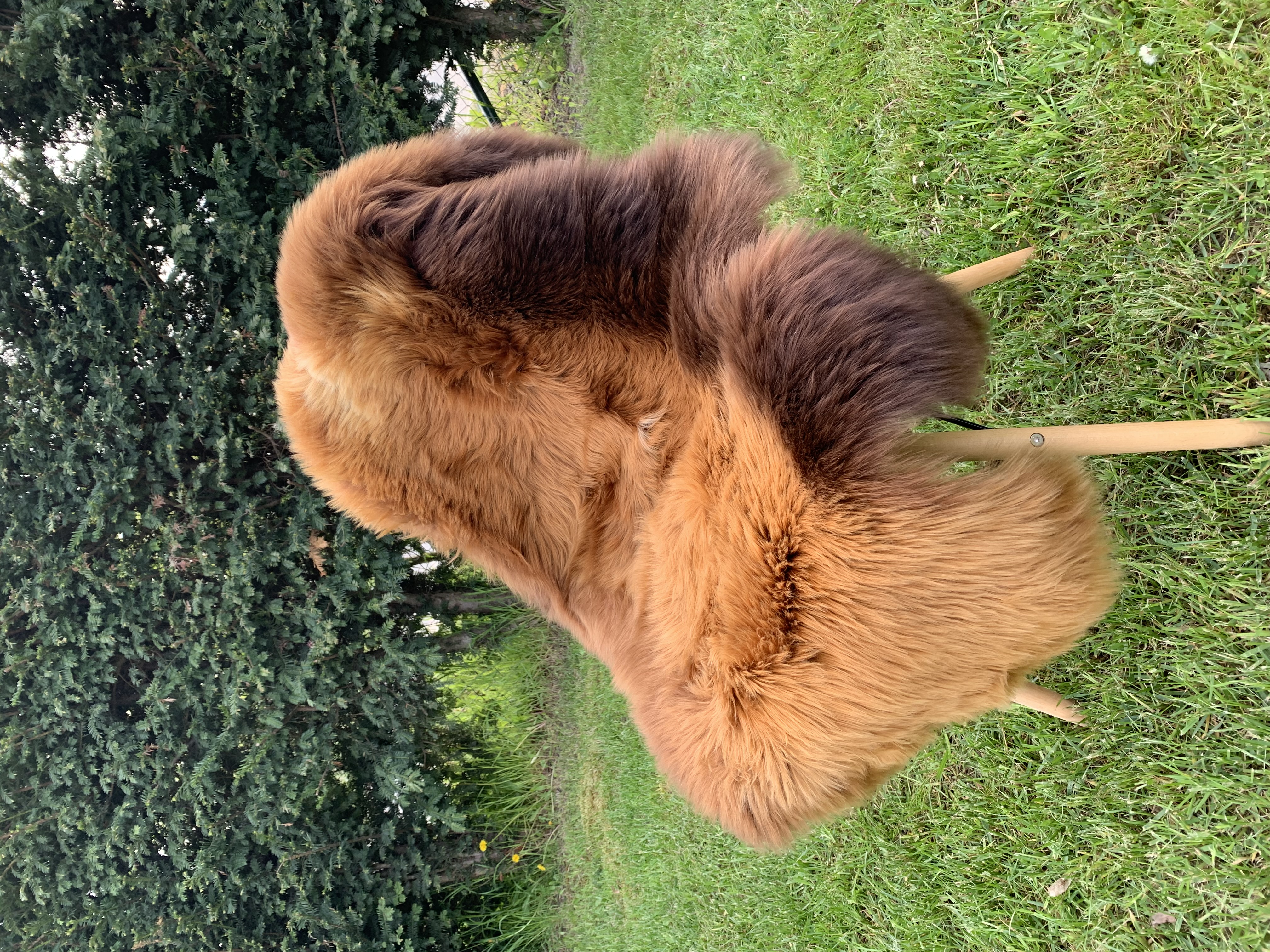 Saueskinn - Svenske - red-hot-chili-pepers-sheepskins-adam-leather