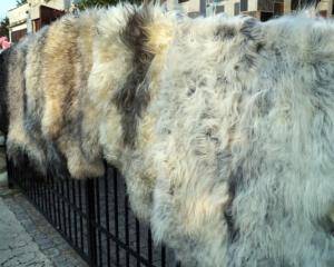 Saueskinn - Naturlig saueskinn - sheepskins-natural-adam-leather