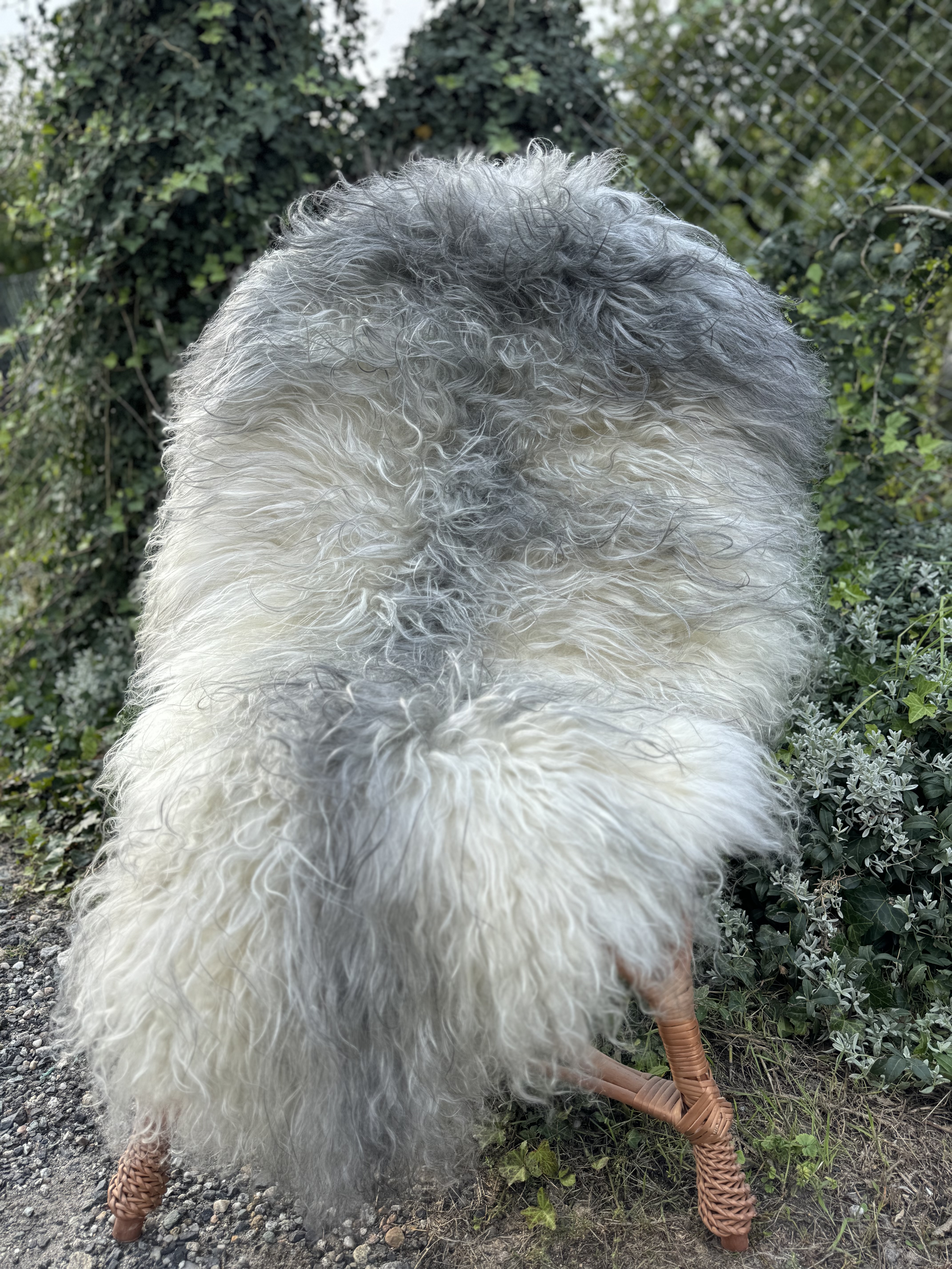 Saueskinn - Melerade - skry-owcze-melerade-sheepskin-schapenvacht-peau-de-mouton-frskinn-ovia-koa-ov-ke-melerade