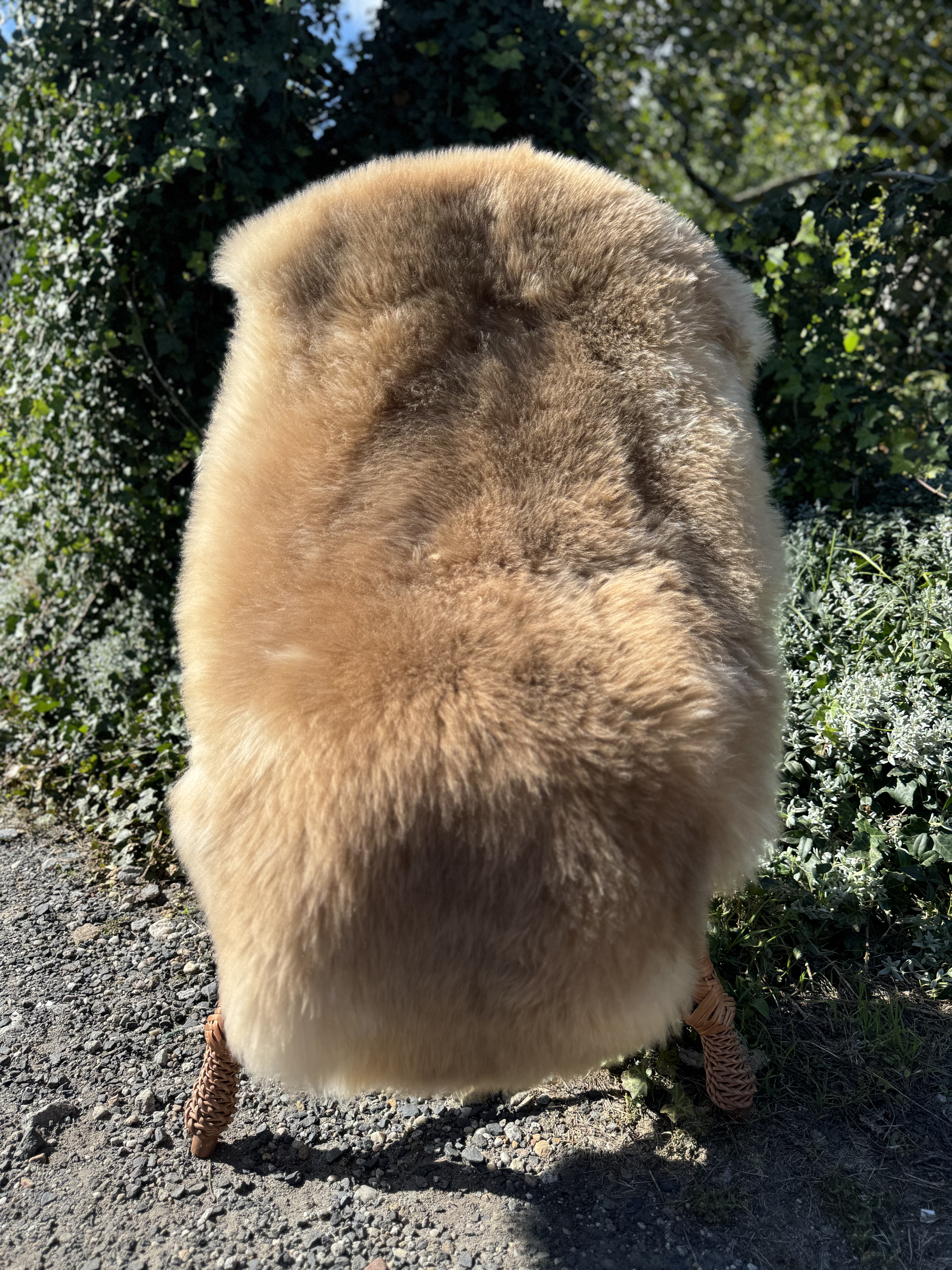 Saueskinn - Meliert  Toffee - Coburg revsauen - skry-owcze-meliert-toffi-meliert-toffee-sheepskins-schaffelle-gemleerde-toffee-schapenvachten-peaux-de-mouton-mlanges-melrovan-toffee-ovie-koe