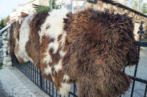 Saueskinn - Hollandske - stunning-holland-sheepskin-texel