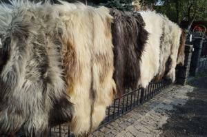 Saueskinn - Heidschnucke - unique-heidschnucke-sheepskin