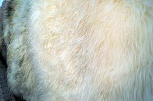 Saueskinn - Melerade - unique-melerade-sheepskin