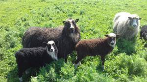 Saueskinn - Spelsau - unique-spelsau-sheepskin