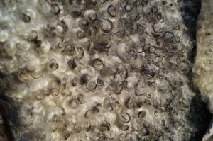 Saueskinn - Gotland - white-black-curly-beauty-sheepskin