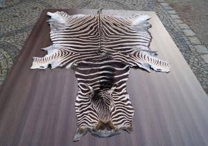 Saueskinn - Skinn fra Afrika - 542260_glamorous-african-skins-adam-leather-tannery-poland