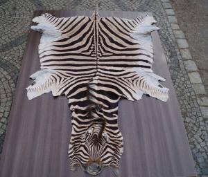 Saueskinn - Skinn fra Afrika - 661557great-african-skinsclimage1920x1080-100