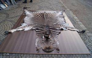 Saueskinn - Skinn fra Afrika - 959706gorgeous-african-skinsclimage1920x1080-100