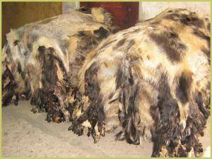 Saueskinn - Villsvinskinn - charming-boar-skins-adam-leather