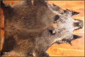 Saueskinn - Villsvinskinn - decorative-boar-skins-adam-leather