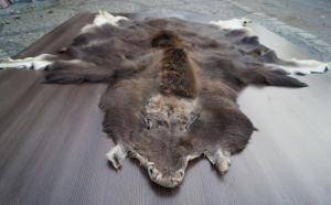 Saueskinn - Skinn fra Afrika - fluffy-african-skins2climage1920x1080-100