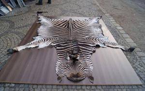 Saueskinn - Skinn fra Afrika - gorgeous-african-skins-adam-leather-eco
