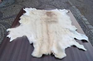 Saueskinn - Skinn fra Afrika - pleasing-african-skins-adam-leather-eco
