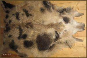 Saueskinn - Villsvinskinn - pretty-boar-skins-adam-leather