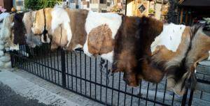 Saueskinn - Geiteskinn - pretty-goat-skins-adam-leather