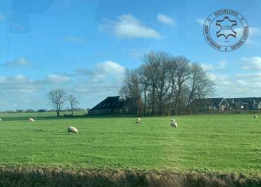 Saueskinn - Naturlig saueskinn, ull, pels - en rekke former, luksuriøse teksturer, rike farger! Dette er bare noen få funksjoner som gjør Saueskinnene våre til et unikt 100 % naturlig produkt!