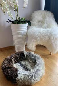 Saueskinn - Ny uke, nye farger. Vi introduserer nye farger for våre firbeinte venner