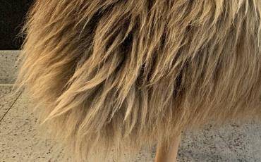 Saueskinn - Langhåret nederlandsk saueskinn fra Adam-Leather